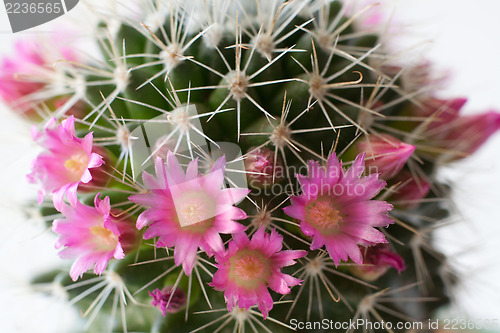 Image of Cactus flowers