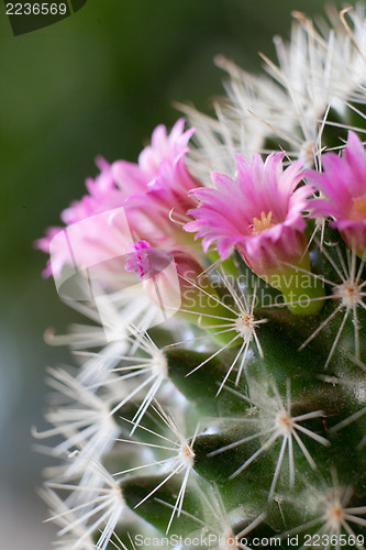 Image of Cactus flowers