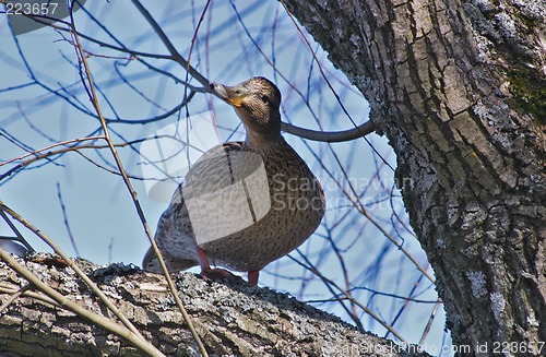 Image of Mallard in a tree