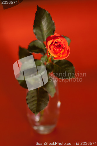 Image of Orange rose