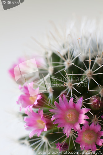 Image of Cactus flowers