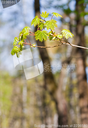 Image of Fresh spring leaves