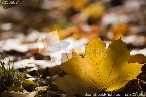 Image of Leaf of maple