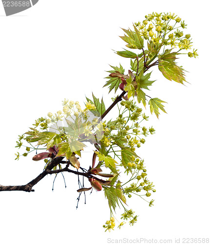 Image of Maple branch with leaves and blossom