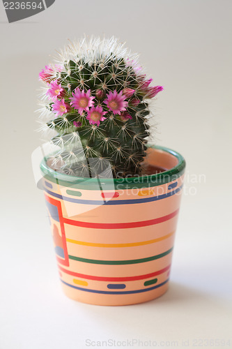 Image of Cactus with flowers