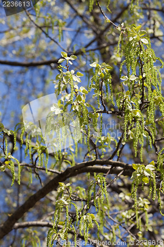 Image of Birch tree in spring