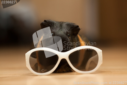 Image of Guinea pig with glasses