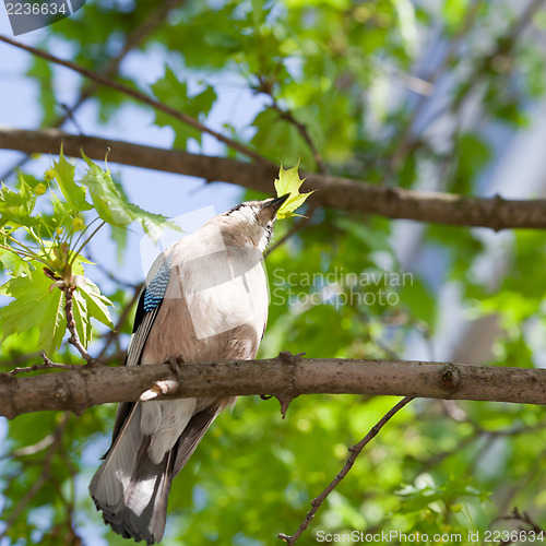 Image of Jay bird