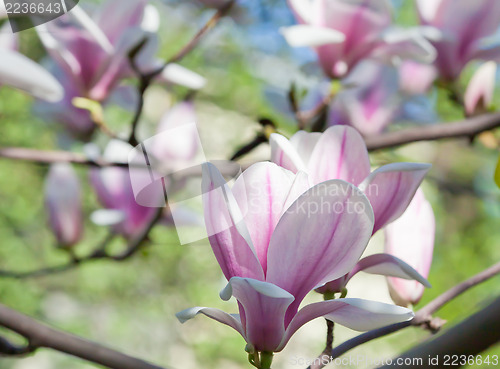 Image of Magnolia flowers