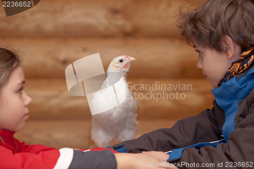 Image of Young hen and children