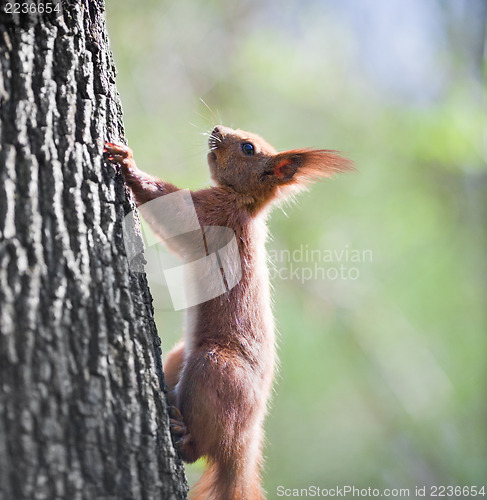 Image of Orange squirrel