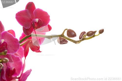 Image of Pink phalaenopsis