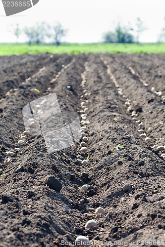 Image of Spring planting