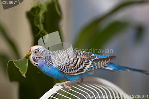 Image of Budgerigar eating