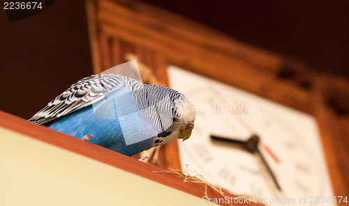 Image of Budgerigar next to the clock