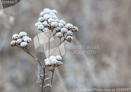 Image of Frozen plant. Frost on flowers.