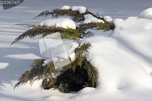 Image of White cedar branches in snow