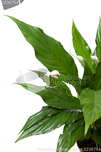 Image of Spathiphyllum