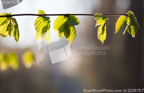 Image of Fresh spring leaves