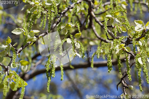 Image of Birch tree blooming in spring