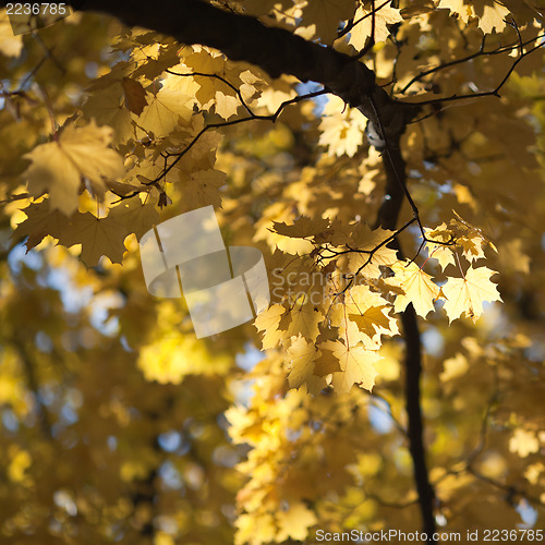 Image of Golden Autumn