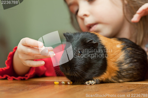 Image of Girl and guinea pig