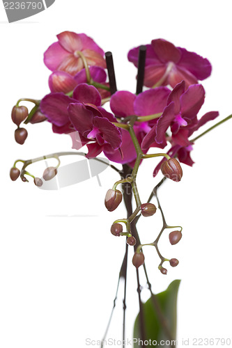 Image of Pink phalaenopsis