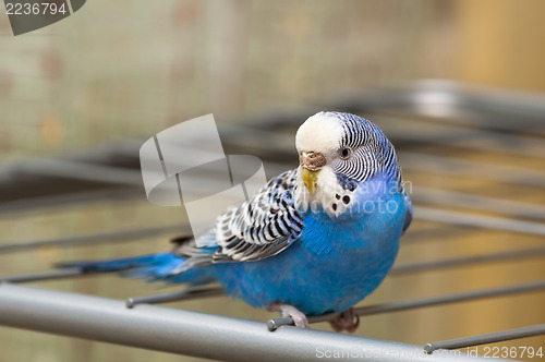 Image of Blue budgie