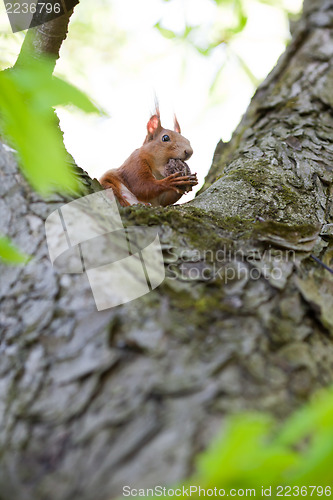 Image of Squirrel on the tree 