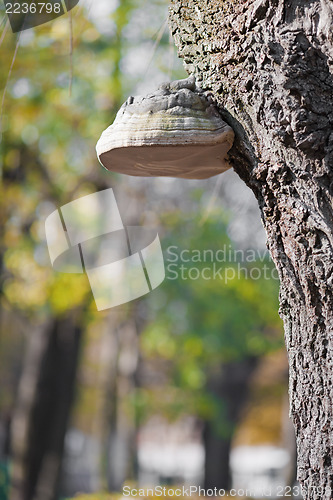 Image of Burl on tree trunk