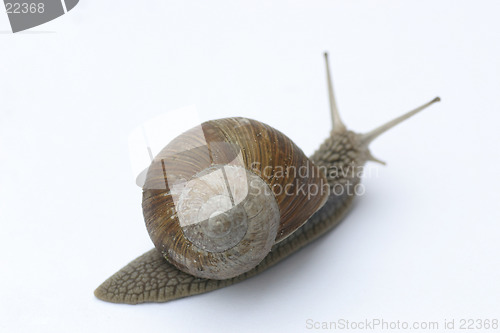 Image of Snail