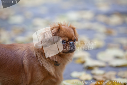 Image of Pekingese on a walk