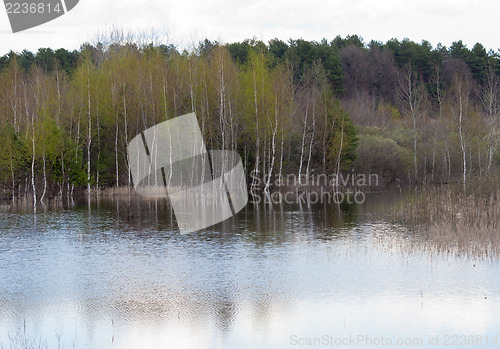 Image of Flooded forest 