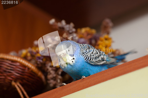 Image of Portrait of budgerigar