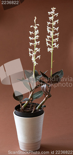 Image of Lesser butterfly orchid - platanthera bifolia