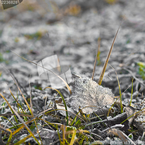 Image of Frosted leave. Frost on a leave