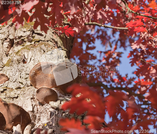 Image of Oak with burls