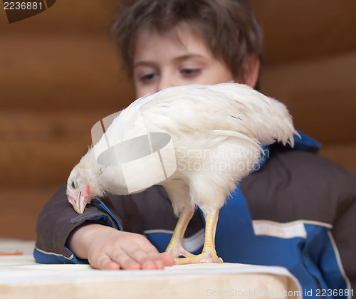 Image of Young hen and boy