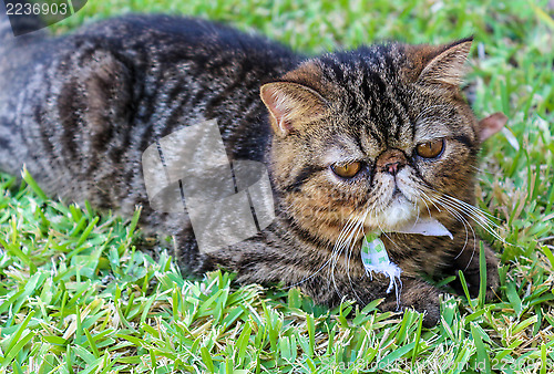 Image of Tabby Cat