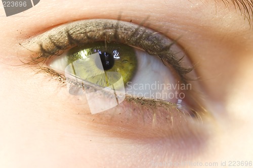 Image of Eye macro