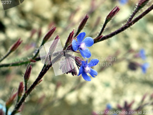 Image of Blue blossoms