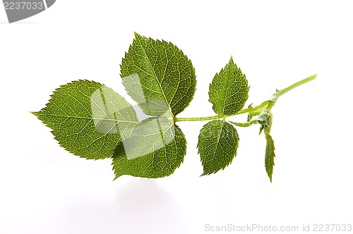 Image of rose leaf 
