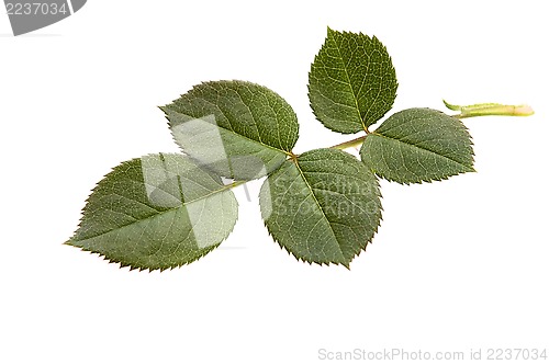 Image of rose leaf 