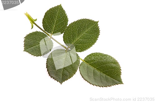 Image of rose leaf 