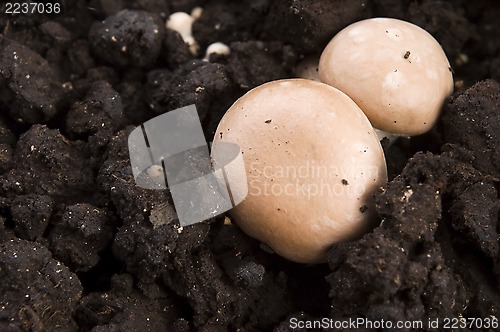 Image of growing mushrooms