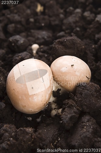 Image of growing mushrooms