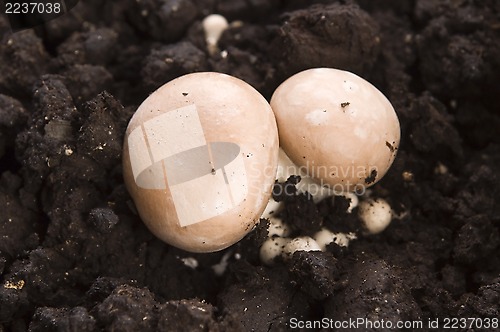 Image of growing mushrooms