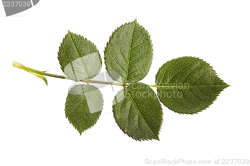 Image of rose leaf 