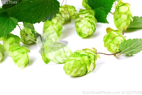 Image of Blossoming hop with leaves