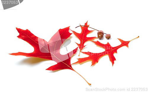 Image of Red oak leaves and acorns